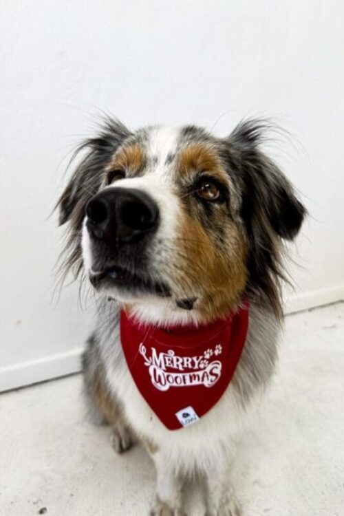 Dog Christmas Bandanna