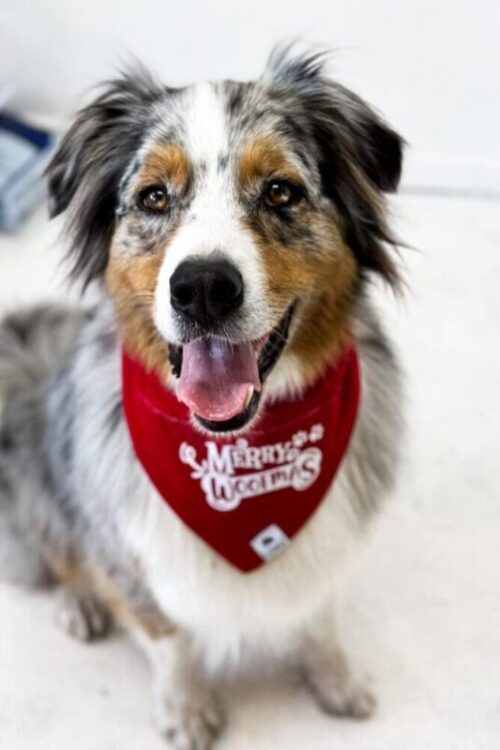Dog Christmas Bandanna